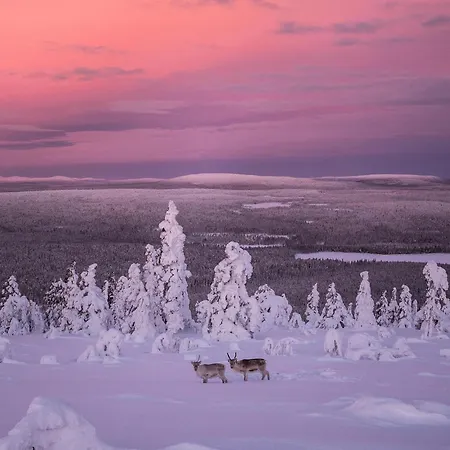 فندق Halo Igloos